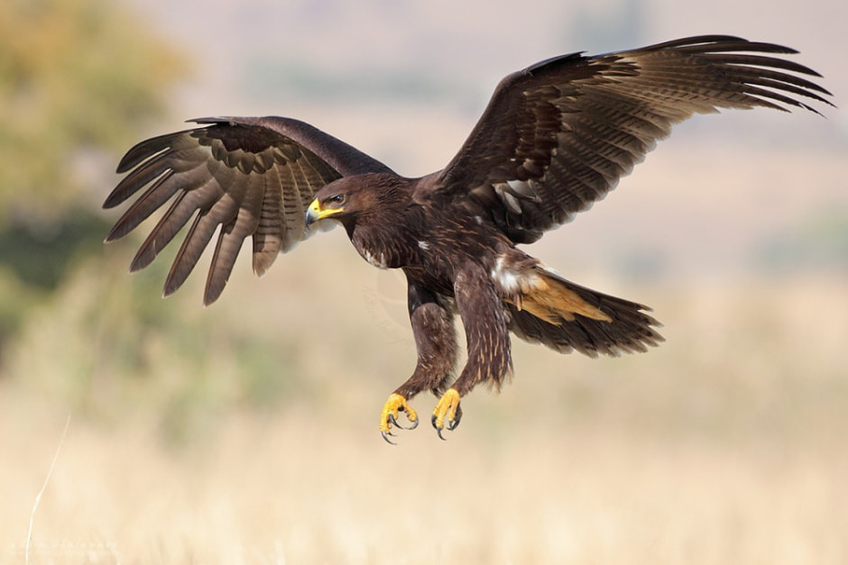 Миграция белорусских птиц 13.jpg