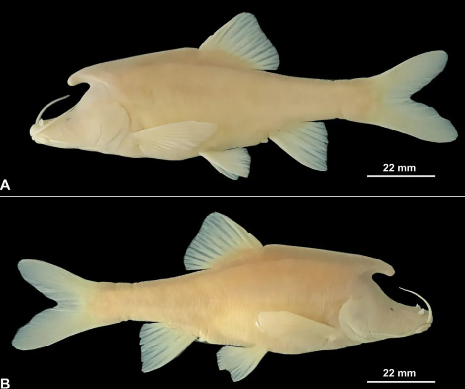 Единорог 1.jpg