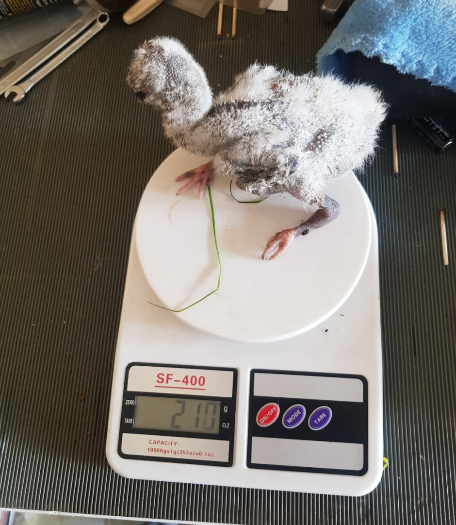 Мужчина спасает аистов 17.jpg