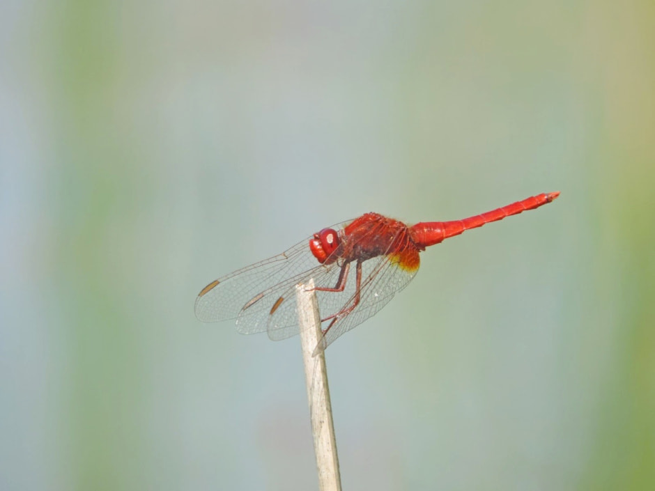 Стрекозы в Беларуси 5.jpg