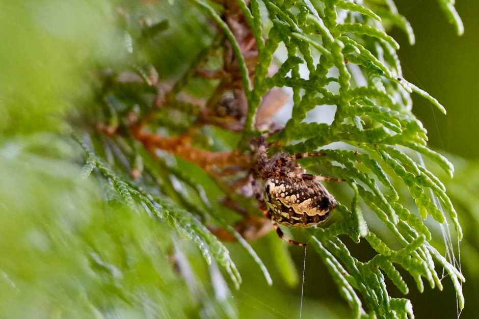 Крестовик Шугалевская