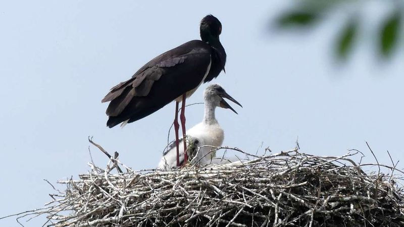 Любовь аистов.jpg