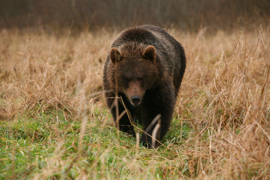 Медведь 2.jpg