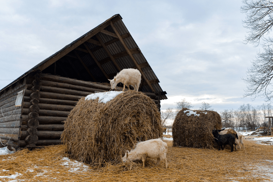 Фермер хутор Ёдишки 15.png