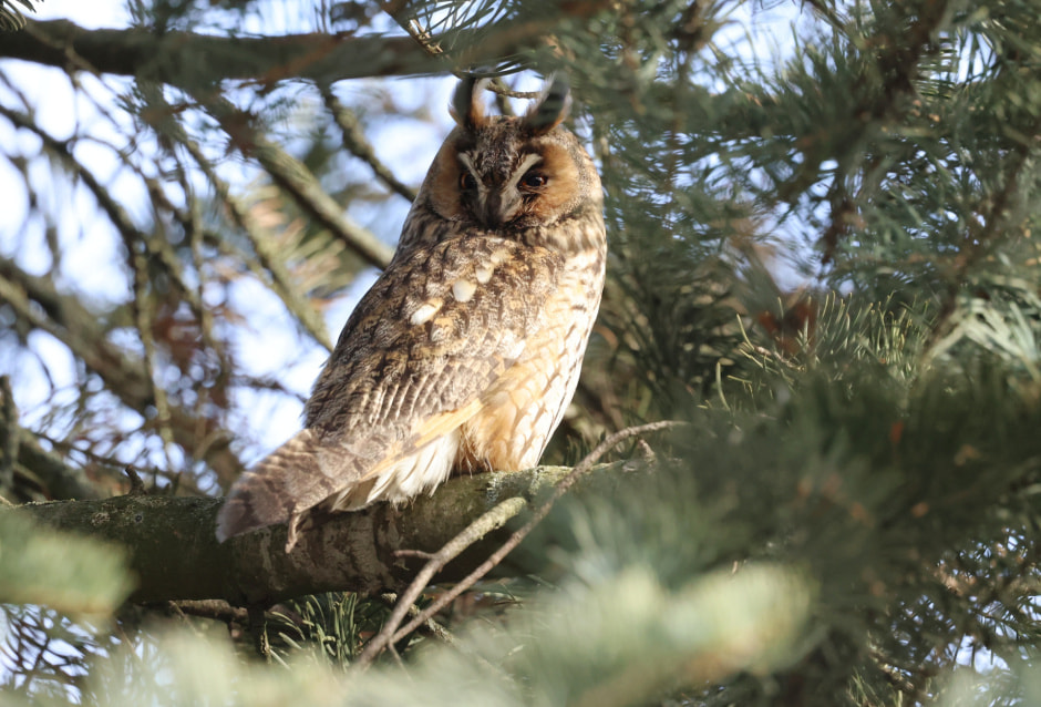 Ушастая сова 