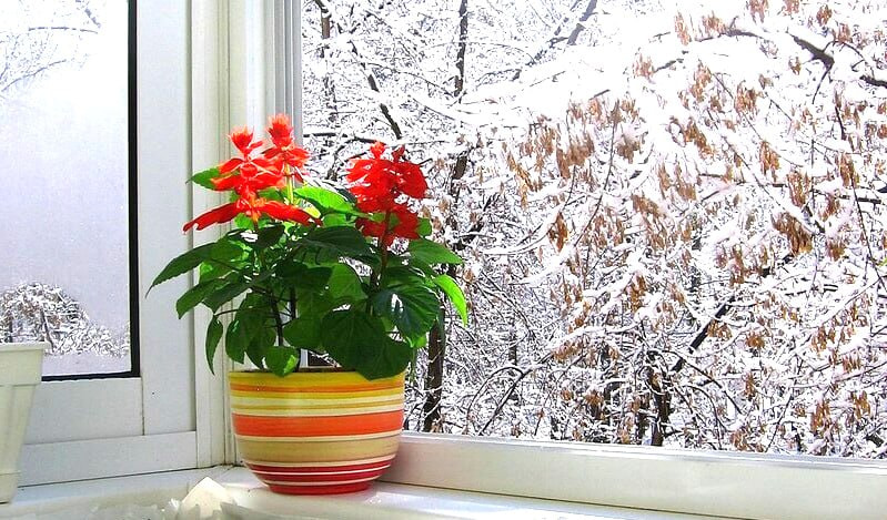 комнатные растения.jpg