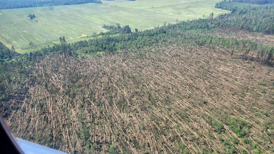 поваленный лес.jpg