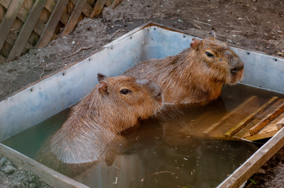 Парк животных Барановичи 9.jpg