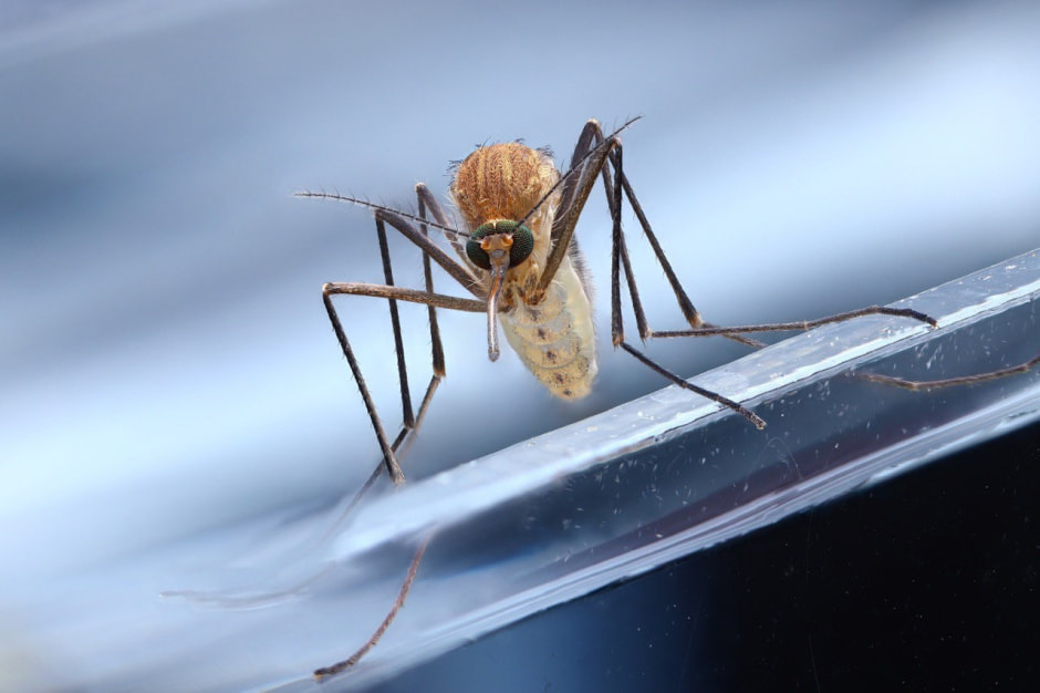 10-Имаго (взрослая особь) Кулекса.jpg