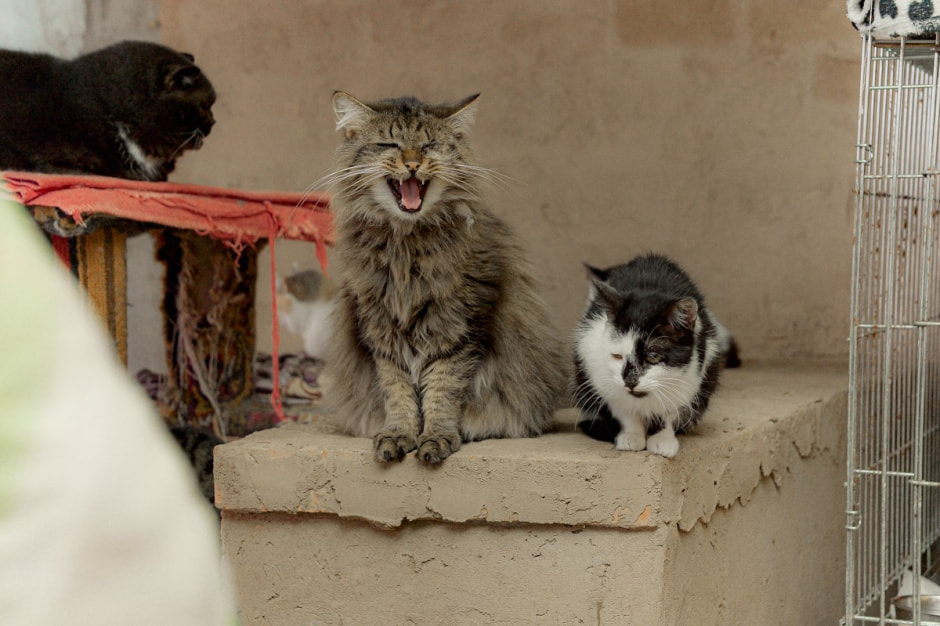 Зимовка аистов в деревне Высокое 9.jpg