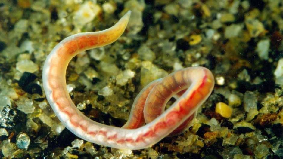 Паразиты в Беларуси 7.jpg