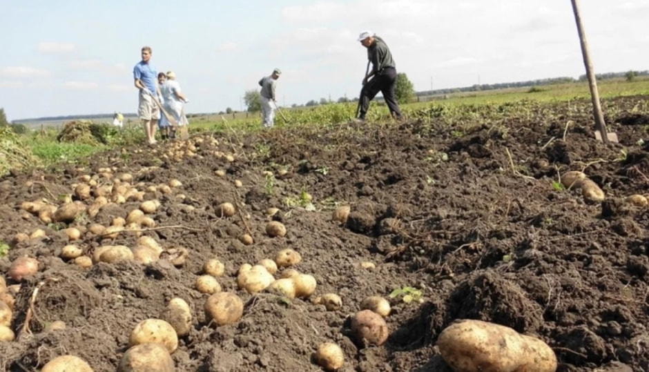 картофель на поле