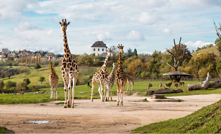 зоопарк Прага зоопарк Прага