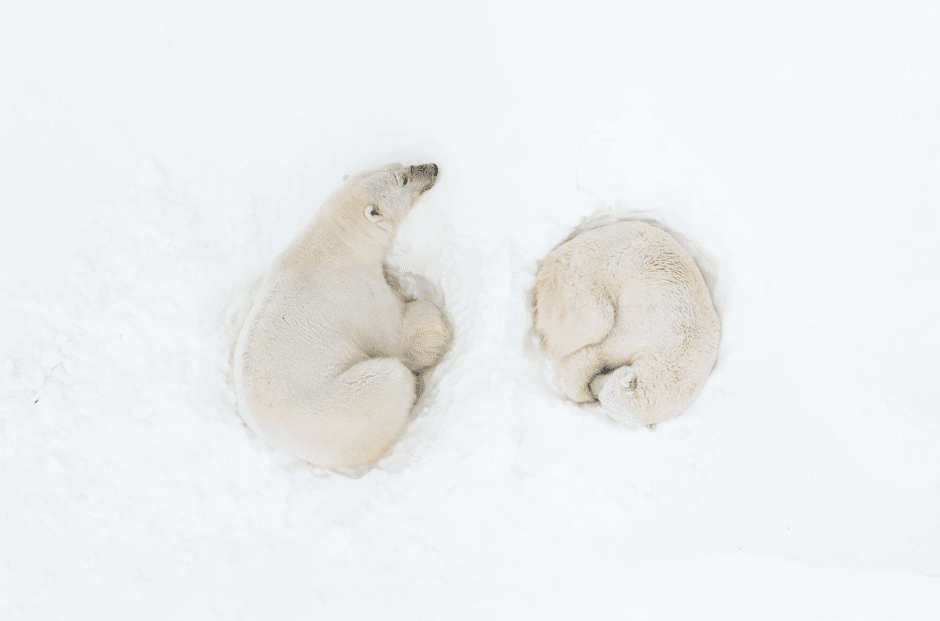 Романтика белого медведя, архипелаг Шпицберген, фото Флориан Леду