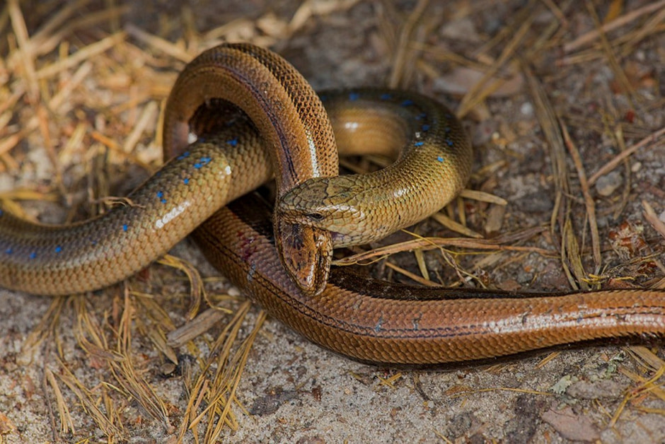 7-Спаривание веретениц.jpg