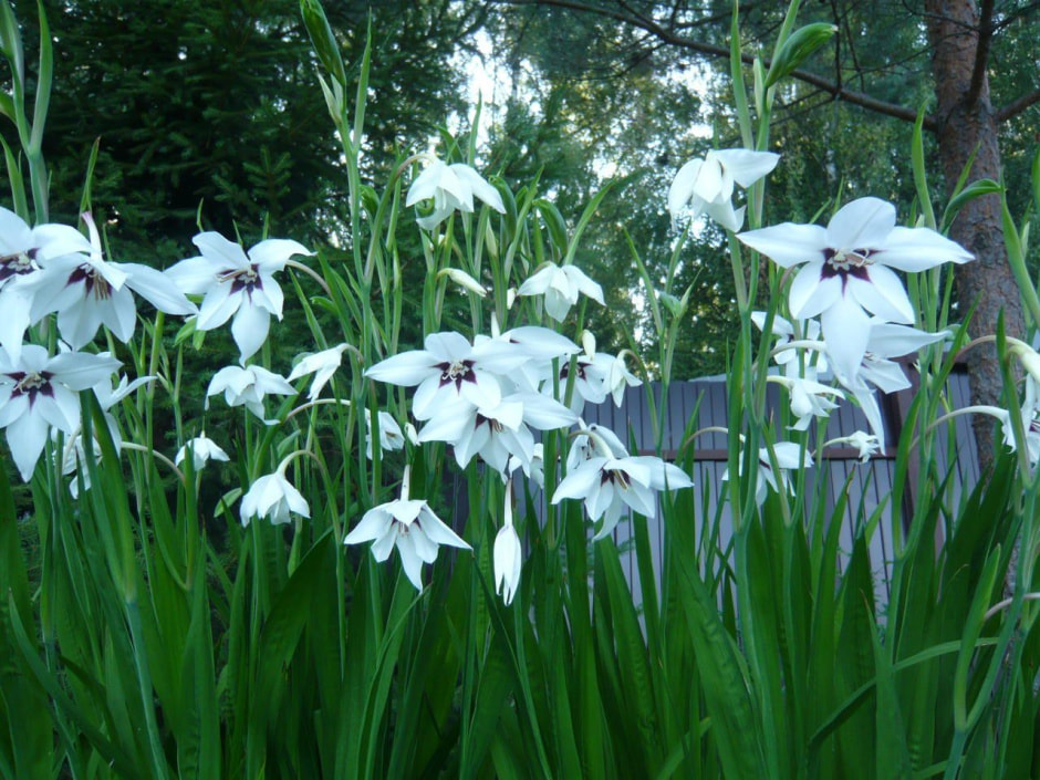 цветы цветы3.jpg