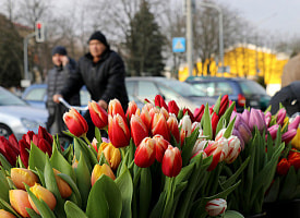 Почему у белорусов не будет дополнительного выходного за 8 Марта? Разобрались