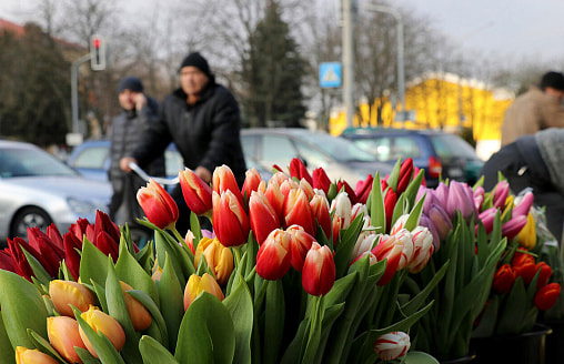 Перед 8 Марта в Беларуси проверят продавцов цветов. Куда жаловаться, если завышают цены?