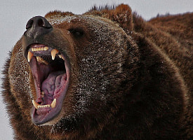 “Им тесно в лесу” – В БООР рассказали о каннибализме среди белорусских медведей