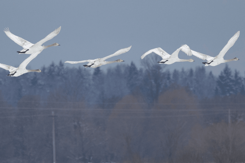 Лебедь-кликун 10.png