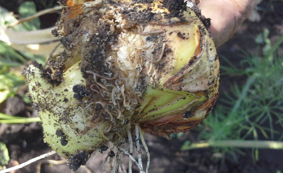 лук чеснок нематода.png