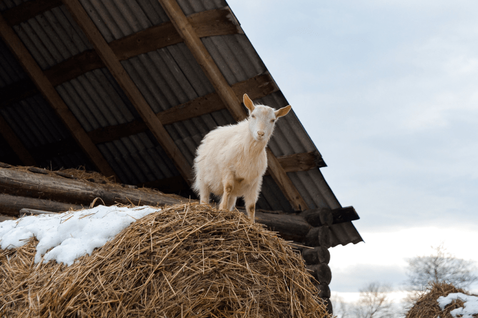 Фермер хутор Ёдишки 5.png