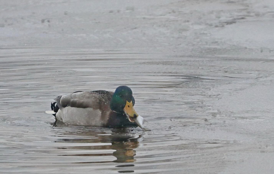 Водоплавающие птицы 4.jpg