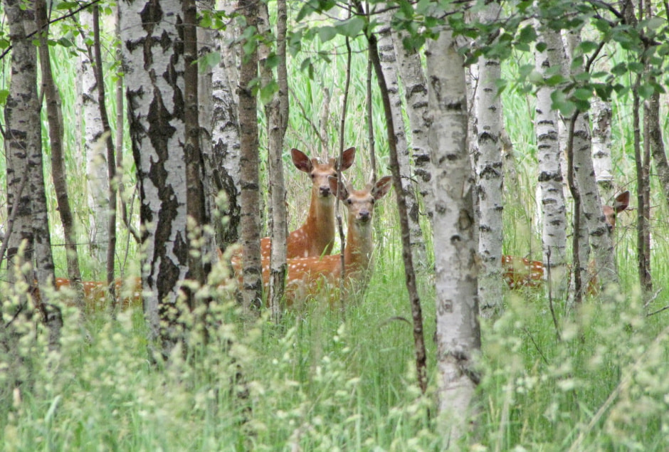 Пятнистый олень 6.jpg