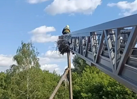 МЧС спасли аистенка, выпавшего из гнезда в Добруше