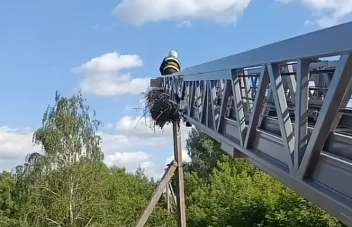 МЧС спасли аистенка, выпавшего из гнезда в Добруше