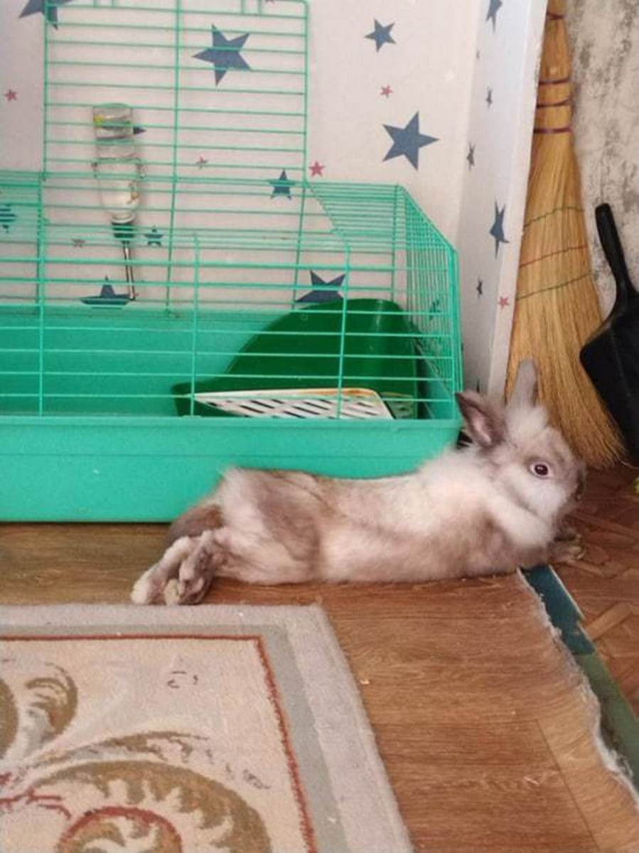 Фотомарафон Смартпресс домашние животные 4.jpg Фотомарафон Смартпресс домашние животные 4.jpg