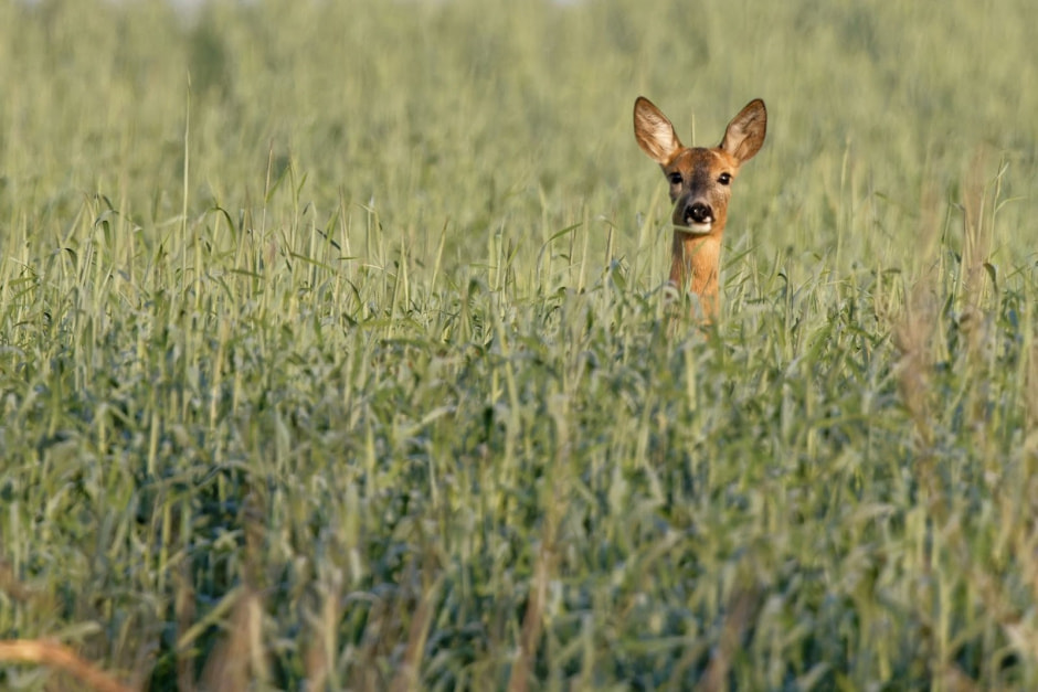 Европейская косуля в Беларуси 3.jpg