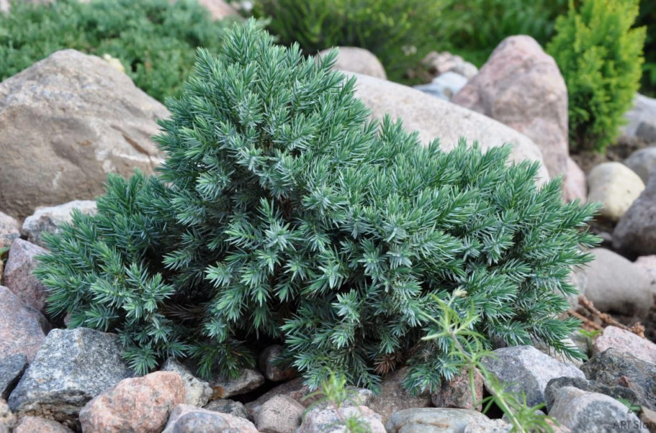 Какие растения не надо обрезать весной 3.jpg