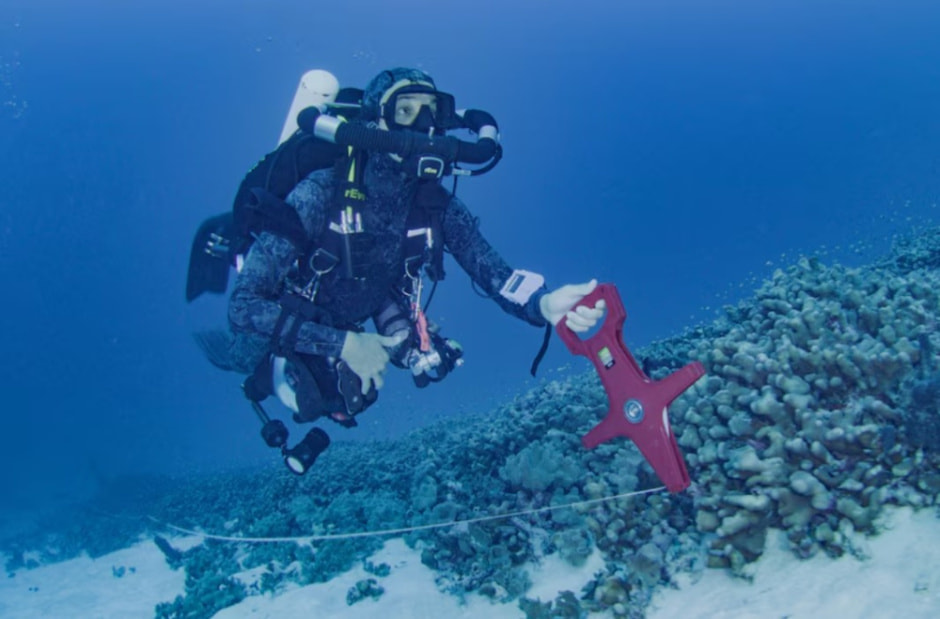 коралл 5.jpg коралл 5.jpg