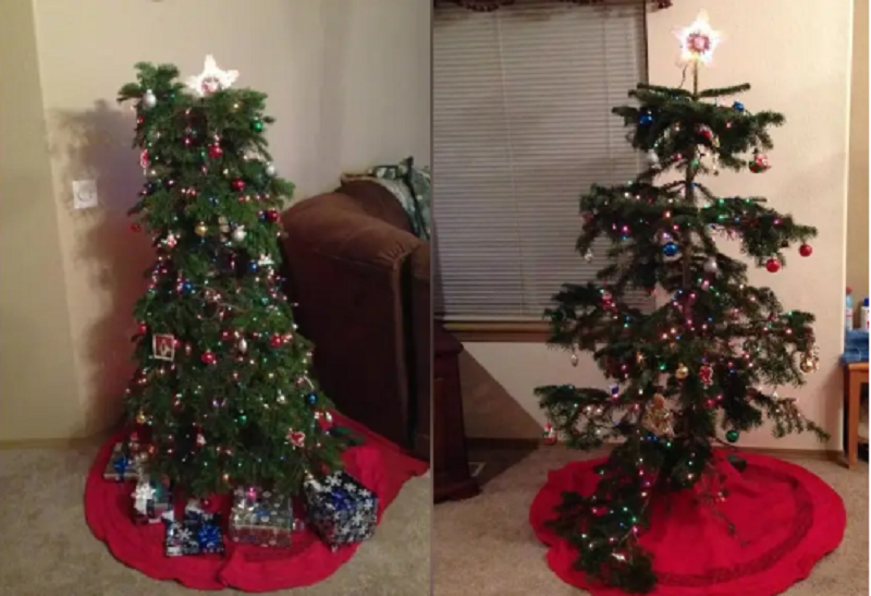 Уродливые елки.png