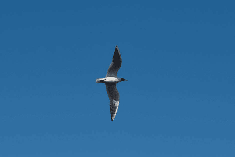 Прогулка с орнитологом 4.png