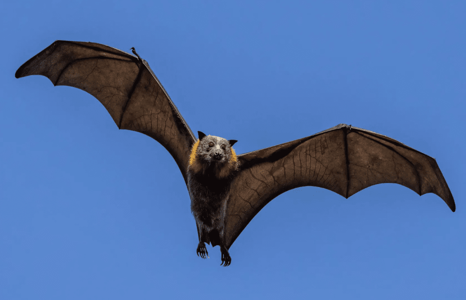 летучая мышь