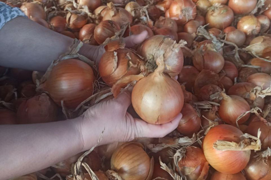 Лук ШениОвощ