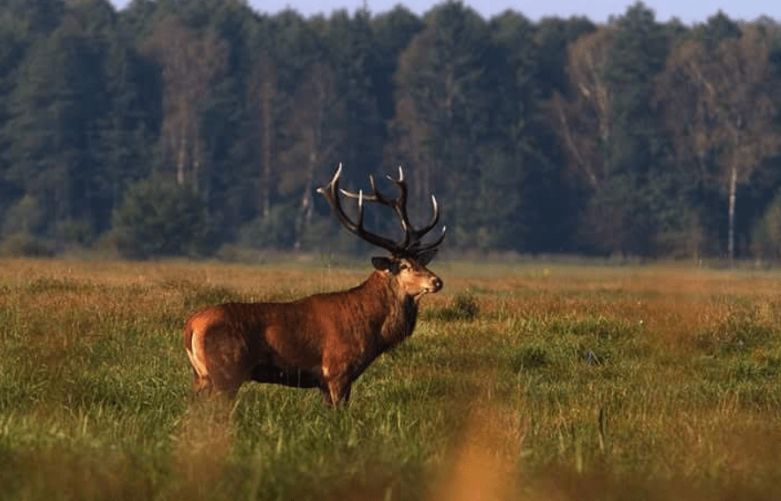 В Беларуси с 20 августа можно охотиться на оленя, лося и лань.png