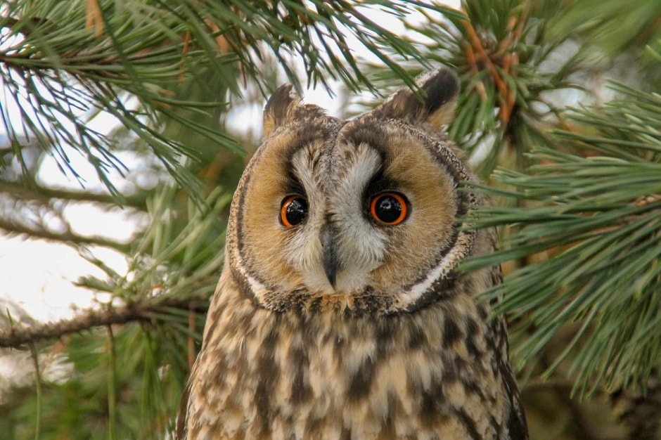 Ушастая сова 