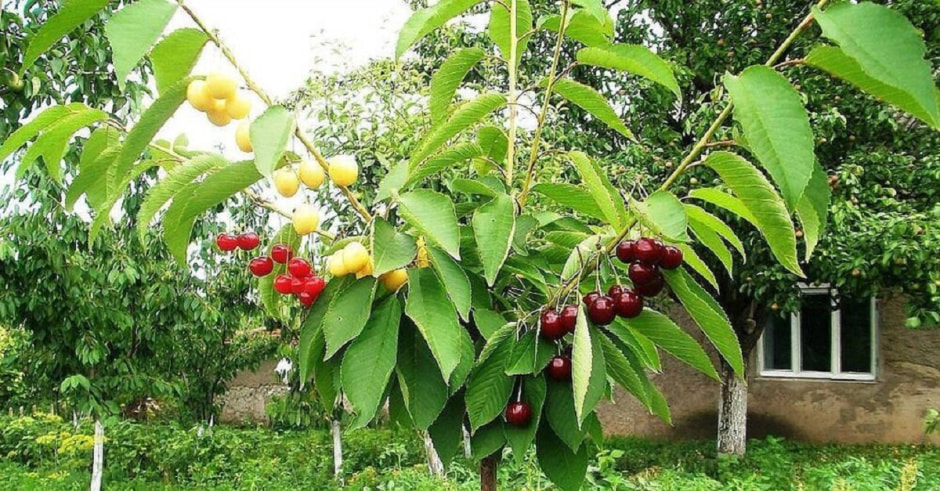 Черешня Черешня.jpg