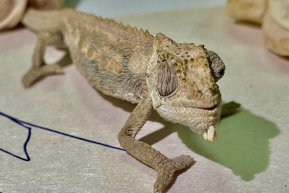 Экзотические животные.jpg