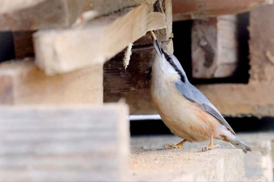 Зимние птицы в городе 10_Поползень.jpg