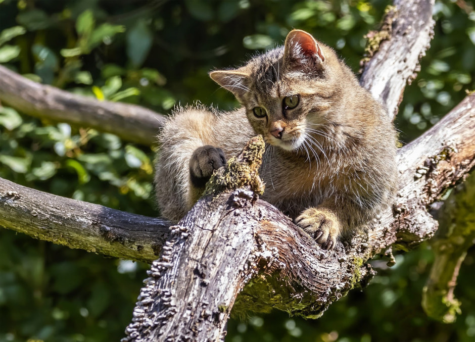 Лесной кот 10.jpg