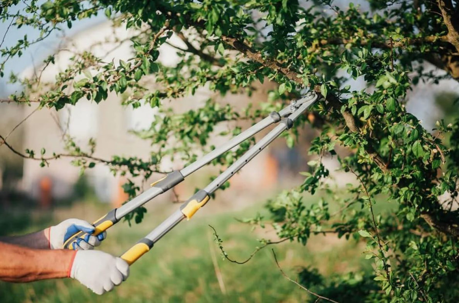 обрезка деревьев.jpg