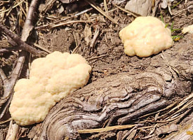 “Перемещается и питается бактериями”. В Беловежской пуще показали “лесную зефирку”