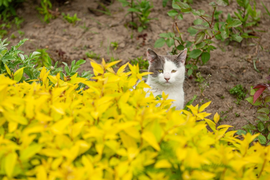 Дом-вышиванка Марии Сочилович из Грабово 3.jpg