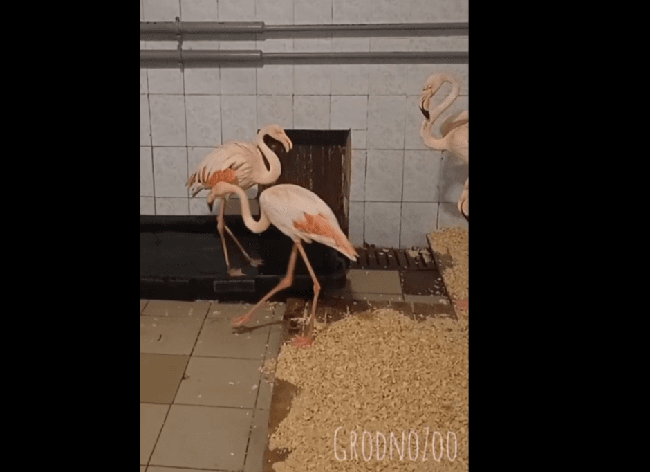 ззопарк1.png ззопарк1.png