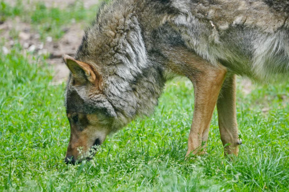 Волки 13_Фото Ольга Шугалевская.png