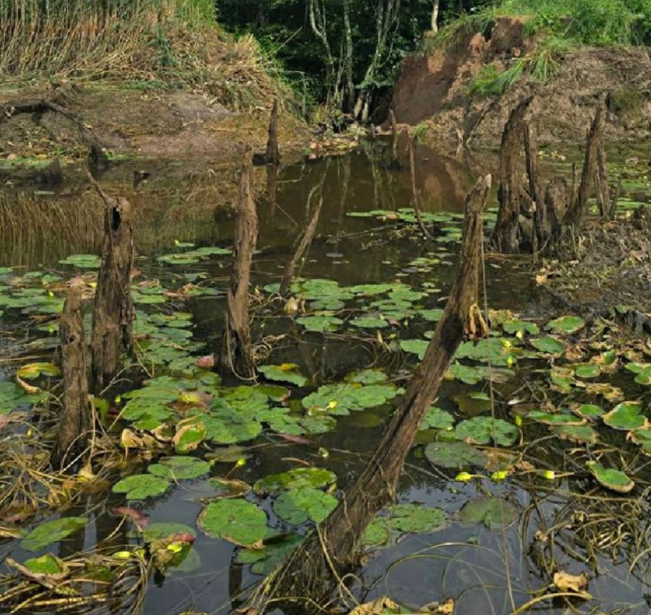 Оеро в Лепельском районе 